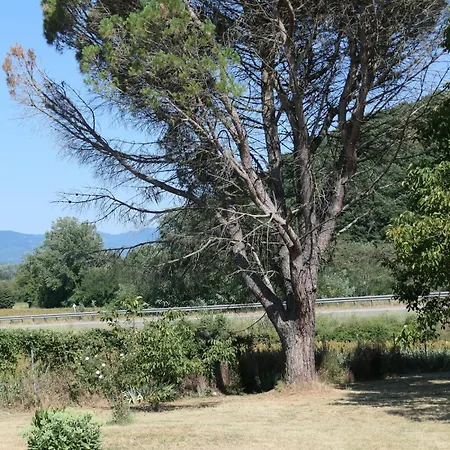 Rosso Papavero